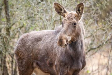 Elanul revine în pădurile din România, în apropiere de județul Suceava