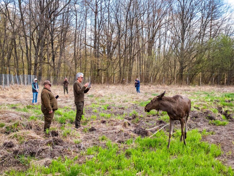 Elanul revine în pădurile din România, în apropiere de județul Suceava