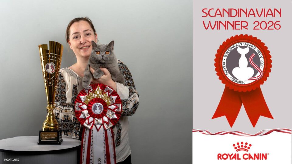 Pisica Kira Kiralina, cunoscută ca „Ursoaica din Bucovina”, a fost desemnată cea mai frumoasă din Europa