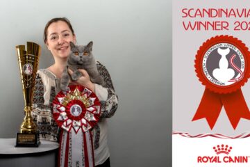 Pisica Kira Kiralina, cunoscută ca „Ursoaica din Bucovina”, a fost desemnată cea mai frumoasă din Europa