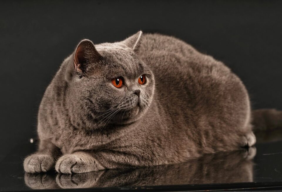 Pisica Kira Kiralina, cunoscută ca „Ursoaica din Bucovina”, a fost desemnată cea mai frumoasă din Europa