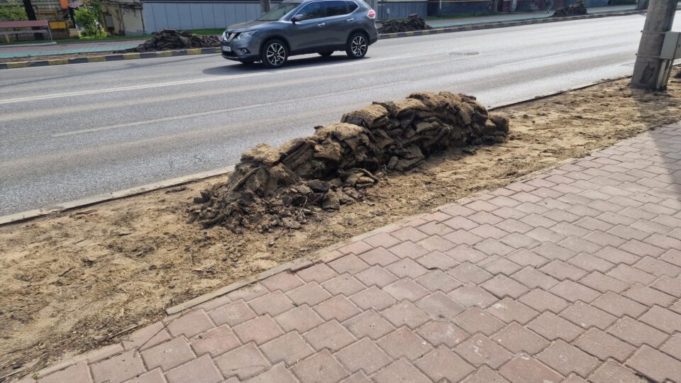 Rolurile de gazon de pe artera principală a Sucevei, înlocuite, după ce au fost „arse”