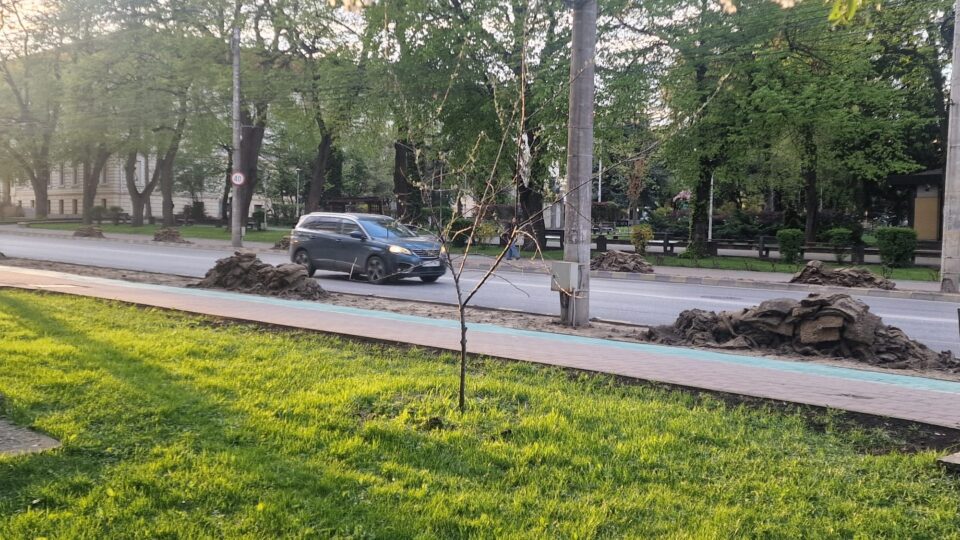 Rolurile de gazon de pe artera principală a Sucevei, înlocuite, după ce au fost „arse”