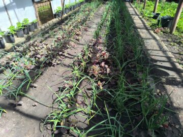 Colegiul „Vasile Lovinescu” a dat startul parteneriatului cu Istituto d’Instruzione Superiore „B. Vittone”, din Chieri