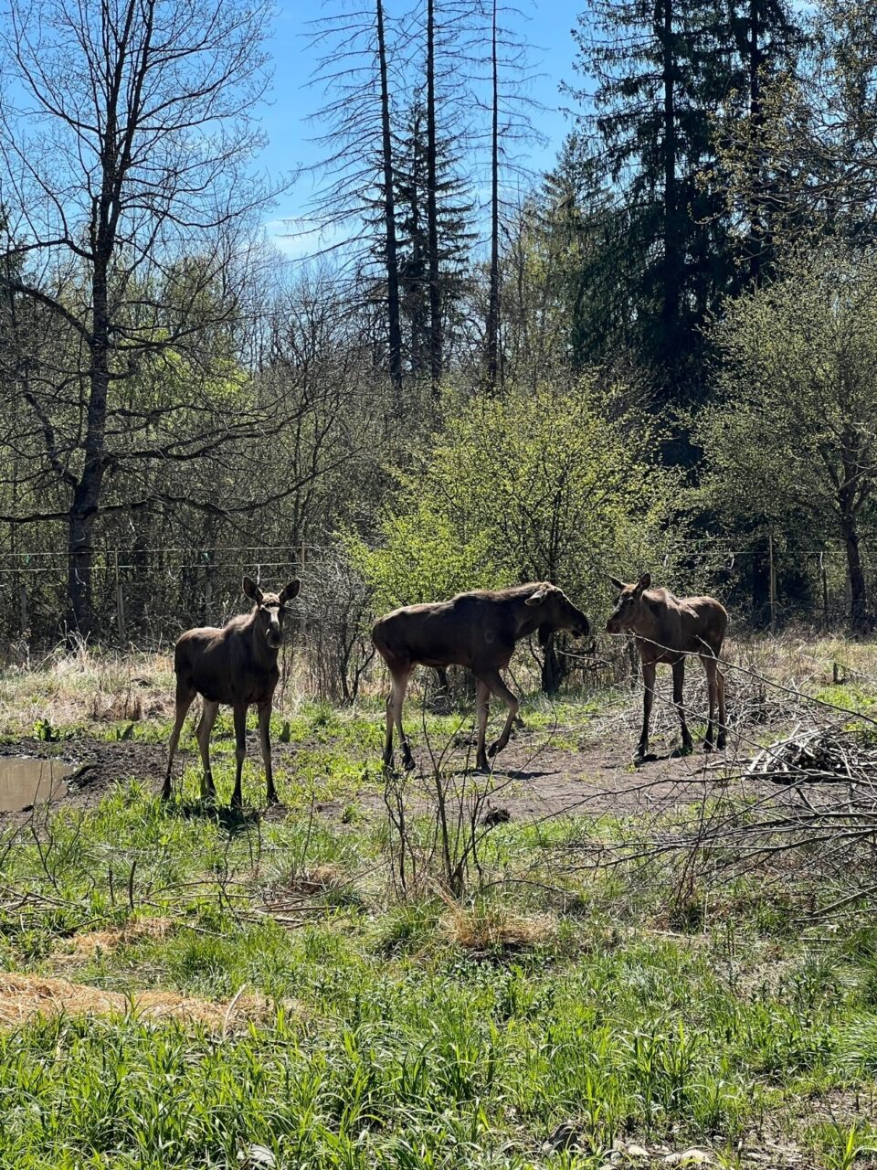 Comportamentul elanilor, subiect de studiu pentru studenți ai Facultății de Silvicultură din cadrul USV