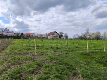 Colegiul „Vasile Lovinescu” a dat startul parteneriatului cu Istituto d’Instruzione Superiore „B. Vittone”, din Chieri