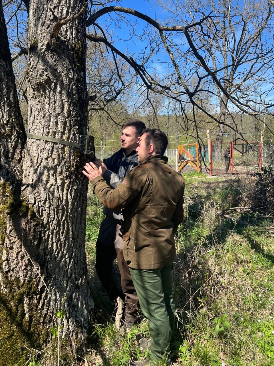 Comportamentul elanilor, subiect de studiu pentru studenți ai Facultății de Silvicultură din cadrul USV