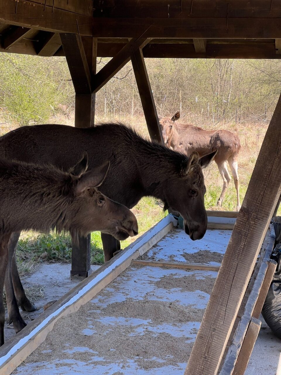 Comportamentul elanilor, subiect de studiu pentru studenți ai Facultății de Silvicultură din cadrul USV