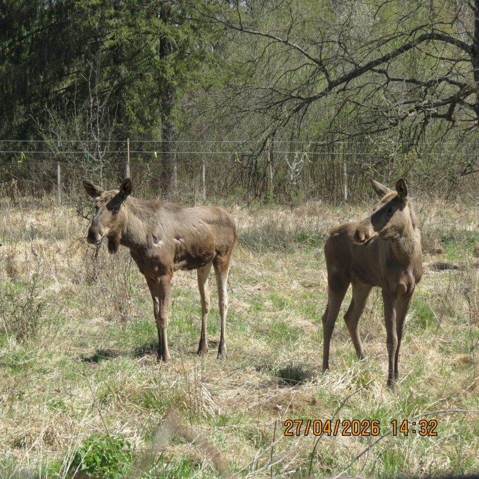 Comportamentul elanilor, subiect de studiu pentru studenți ai Facultății de Silvicultură din cadrul USV