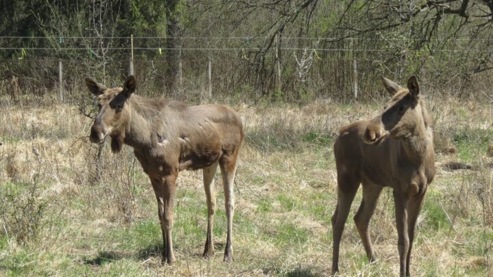 Comportamentul elanilor, subiect de studiu pentru studenți ai Facultății de Silvicultură din cadrul USV