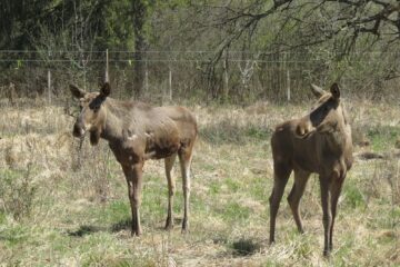 Comportamentul elanilor, subiect de studiu pentru studenți ai Facultății de Silvicultură din cadrul USV