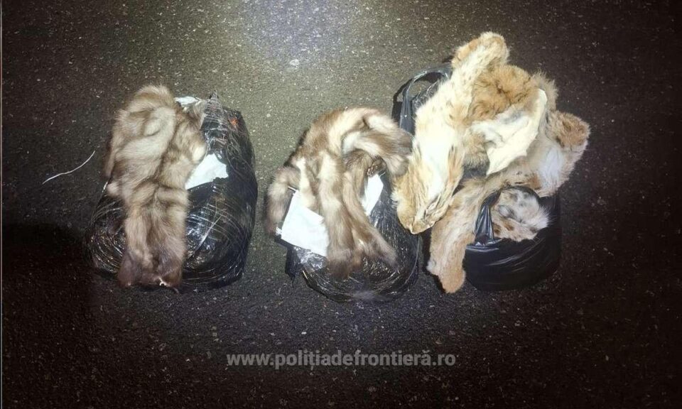 Peste 200 de piei din blană de jder și de râs, descoperite într-un autocar, în Vama Siret