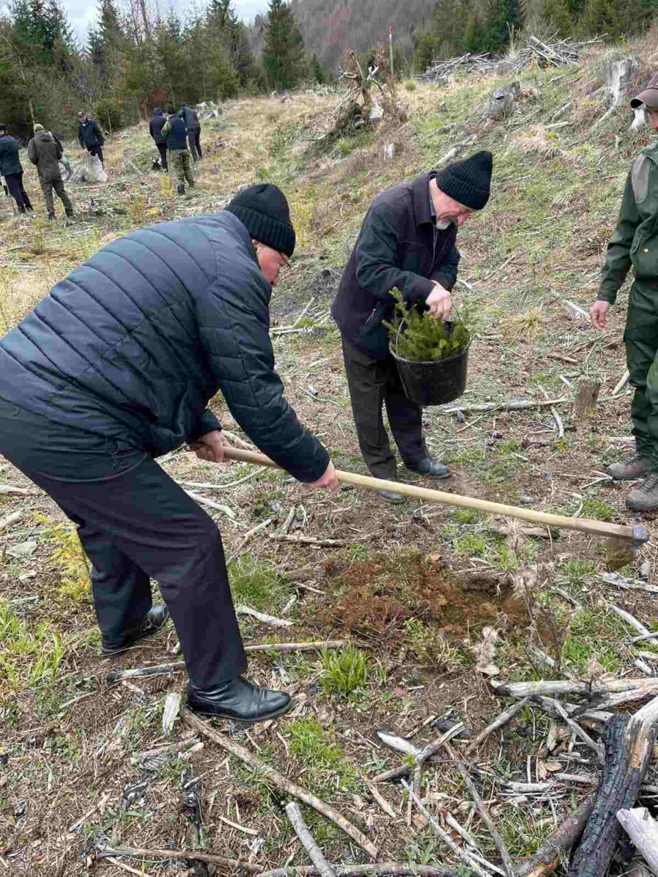 Preoții din Protopopiatul Fălticeni au plantat peste 1.000 de puieți de molid în bazinul forestier Ostra