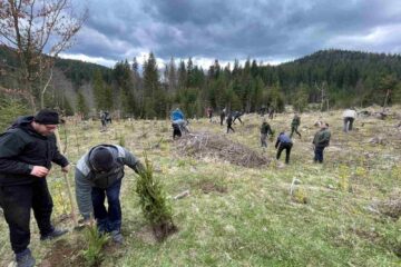 Preoții din Protopopiatul Fălticeni au plantat peste 1.000 de puieți de molid în bazinul forestier Ostra