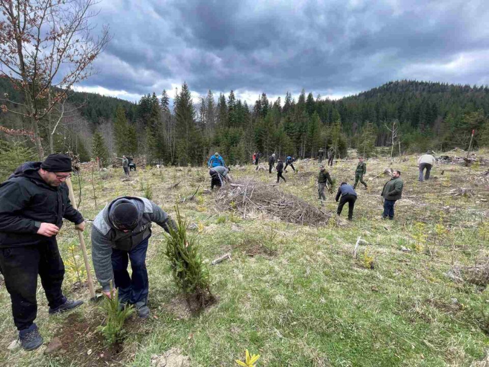 Preoții din Protopopiatul Fălticeni au plantat peste 1.000 de puieți de molid în bazinul forestier Ostra