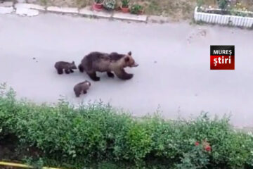 Eroicii ”munțomani” fricoși