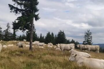 Acțiune de inventariere a tuturor exploatațiilor cu animale din județ