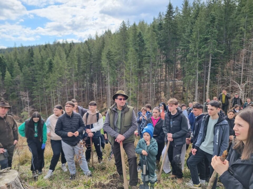 500 de puieți de molid plantați de elevi și profesori ai Colegiului Alimentar
