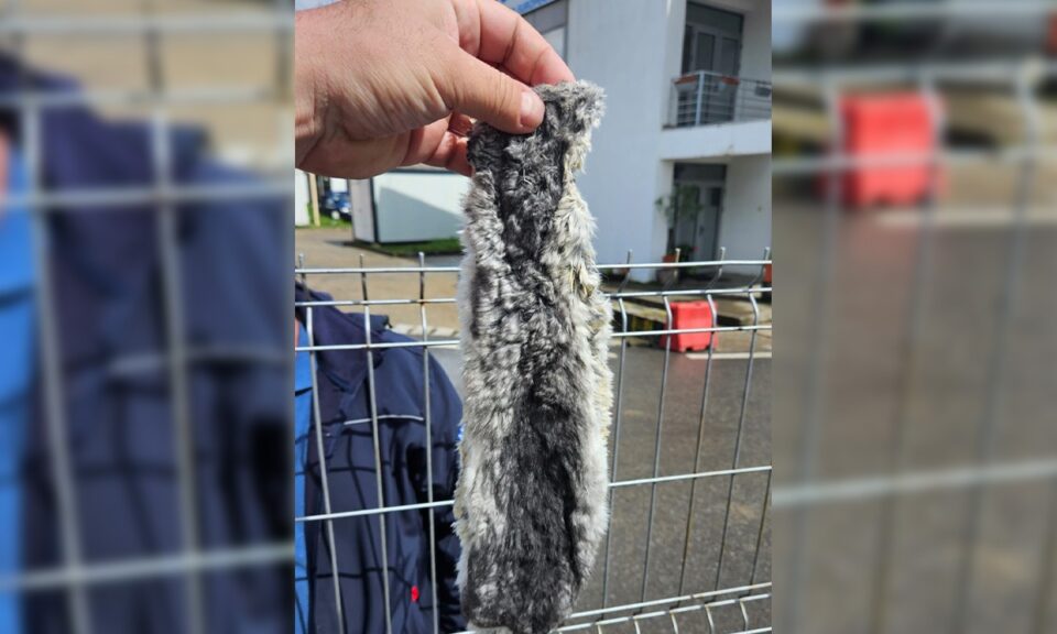 Haine din blană de nurcă și piei din blană de șinșilă, ridicate după ce au fost găsite în cabina unui tir