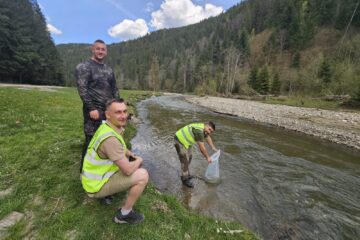Grupul de Inițiativă Civică Suceava a organizat o acțiune de repopulare cu păstrăv indigen pe râul Neagra din Broșteni