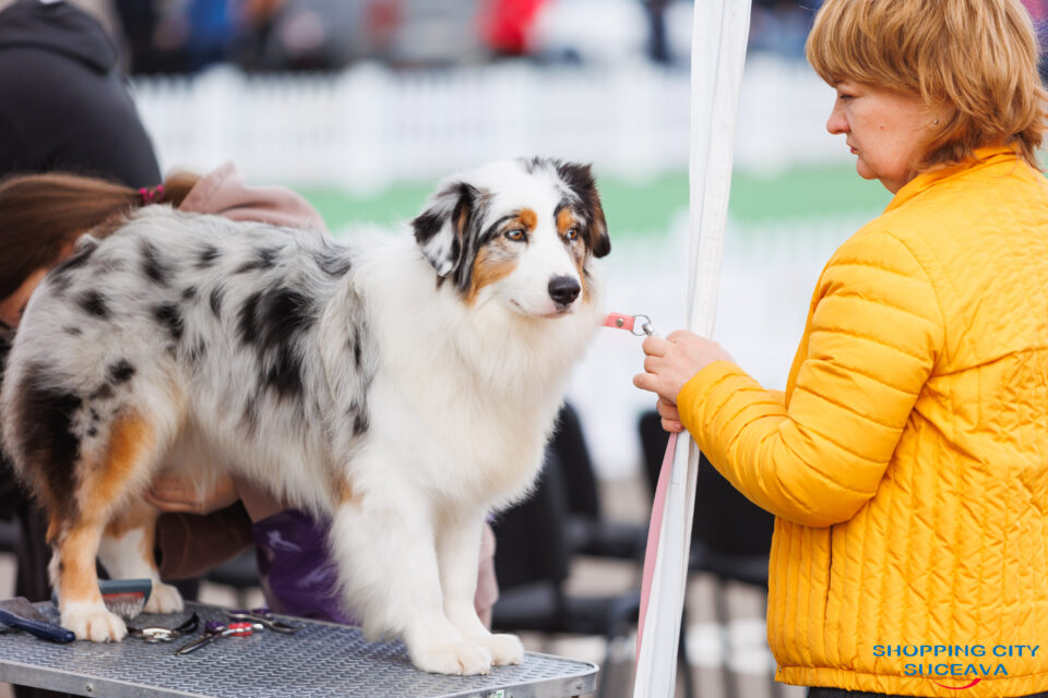 Bucovina Dog Show 2026, o nouă ediție, la Shopping City Suceava, în perioada 16-17 mai