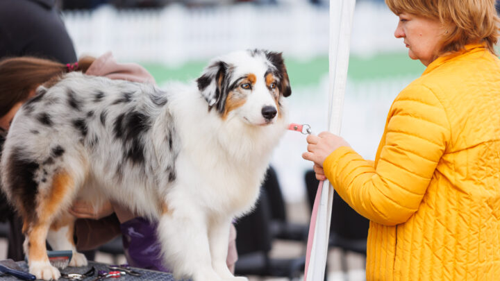 Bucovina Dog Show 2026, o nouă ediție, la Shopping City Suceava, în perioada 16-17 mai