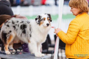 Bucovina Dog Show 2026, o nouă ediție, la Shopping City Suceava, în perioada 16-17 mai