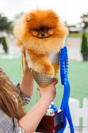 Bucovina Dog Show 2026, o nouă ediție, la Shopping City Suceava, în perioada 16-17 mai