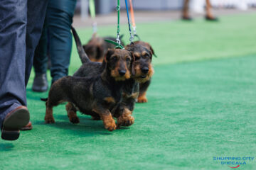 Bucovina Dog Show 2026, o nouă ediție, la Shopping City Suceava, în perioada 16-17 mai