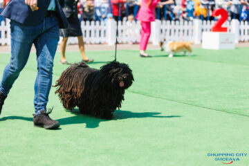 Bucovina Dog Show 2026, o nouă ediție, la Shopping City Suceava, în perioada 16-17 mai
