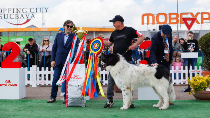 Bucovina Dog Show 2026, o nouă ediție de succes, în parcarea Shopping City Suceava