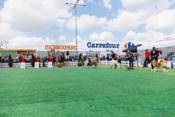 Bucovina Dog Show 2026, o nouă ediție de succes, în parcarea Shopping City Suceava