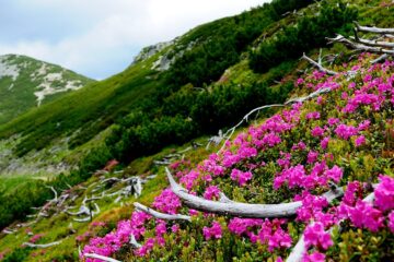Ziua Europeană a Parcurilor – 24 mai. România are 29 de parcuri naționale și naturale Ziua Europeană a Parcurilor – 24 mai. România are 29 de parcuri naționale și naturale