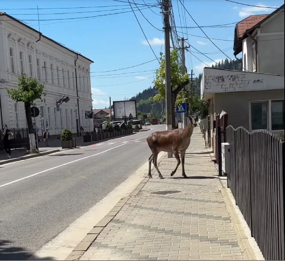 Ciuta la plimbare prin Vatra Dornei Ciuta la plimbare prin Vatra Dornei