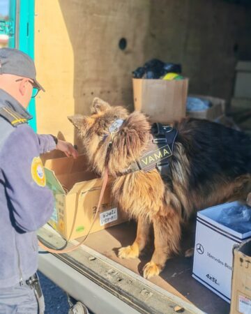 Infractori și contravenienți, „vânați” cu elicopterul și cu echipaje canine