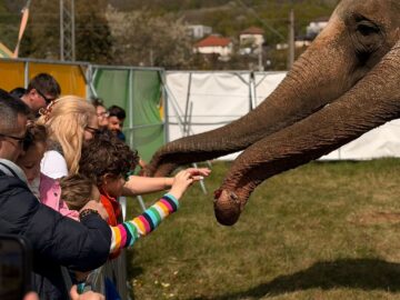 Zoo Park România ajunge pentru prima dată la Suceava.  Peste 50 de animale exotice și o experiență unică în România – să hrănești un elefant adevărat