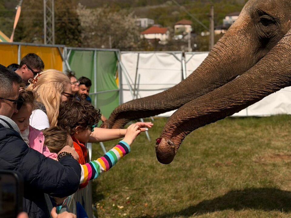 Zoo Park România ajunge pentru prima dată la Suceava. Peste 50 de animale exotice și o experiență unică în România – să hrănești un elefant adevărat