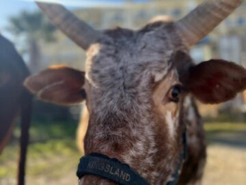 Zoo Park România ajunge pentru prima dată la Suceava.  Peste 50 de animale exotice și o experiență unică în România – să hrănești un elefant adevărat