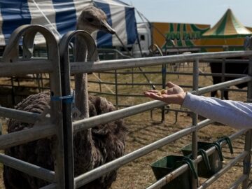 Zoo Park România ajunge pentru prima dată la Suceava.  Peste 50 de animale exotice și o experiență unică în România – să hrănești un elefant adevărat