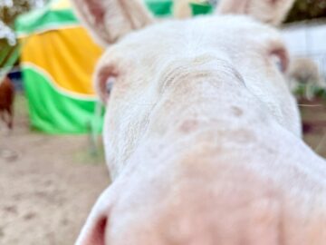 Zoo Park România ajunge pentru prima dată la Suceava.  Peste 50 de animale exotice și o experiență unică în România – să hrănești un elefant adevărat