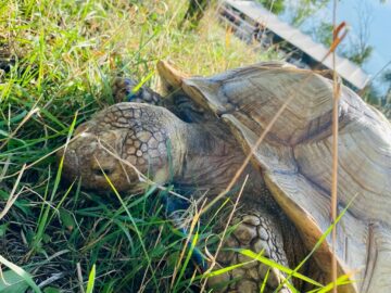 Zoo Park România ajunge pentru prima dată la Suceava.  Peste 50 de animale exotice și o experiență unică în România – să hrănești un elefant adevărat