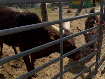 Zoo Park România ajunge pentru prima dată la Suceava.  Peste 50 de animale exotice și o experiență unică în România – să hrănești un elefant adevărat
