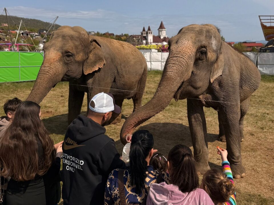 Zoo Park România ajunge pentru prima dată la Suceava.  Peste 50 de animale exotice și o experiență unică în România – să hrănești un elefant adevărat