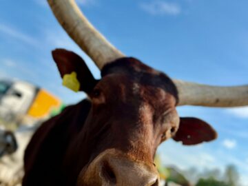 Zoo Park România ajunge pentru prima dată la Suceava.  Peste 50 de animale exotice și o experiență unică în România – să hrănești un elefant adevărat