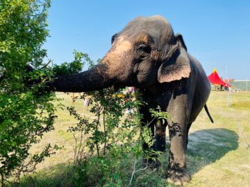 Zoo Park România ajunge pentru prima dată la Suceava.  Peste 50 de animale exotice și o experiență unică în România – să hrănești un elefant adevărat