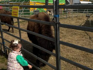 Zoo Park România ajunge pentru prima dată la Suceava.  Peste 50 de animale exotice și o experiență unică în România – să hrănești un elefant adevărat