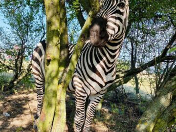 Zoo Park România ajunge pentru prima dată la Suceava.  Peste 50 de animale exotice și o experiență unică în România – să hrănești un elefant adevărat