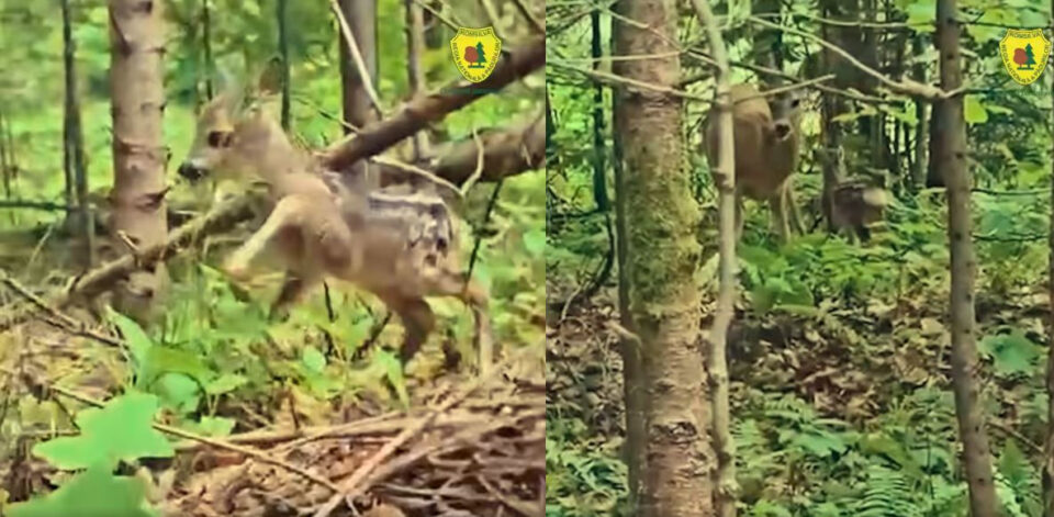Pui de căprioară, întâlnit în pădure, chiar înainte de a fi recuperat de mama sa