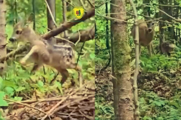 Pui de căprioară, întâlnit în pădure, chiar înainte de a fi recuperat de mama sa