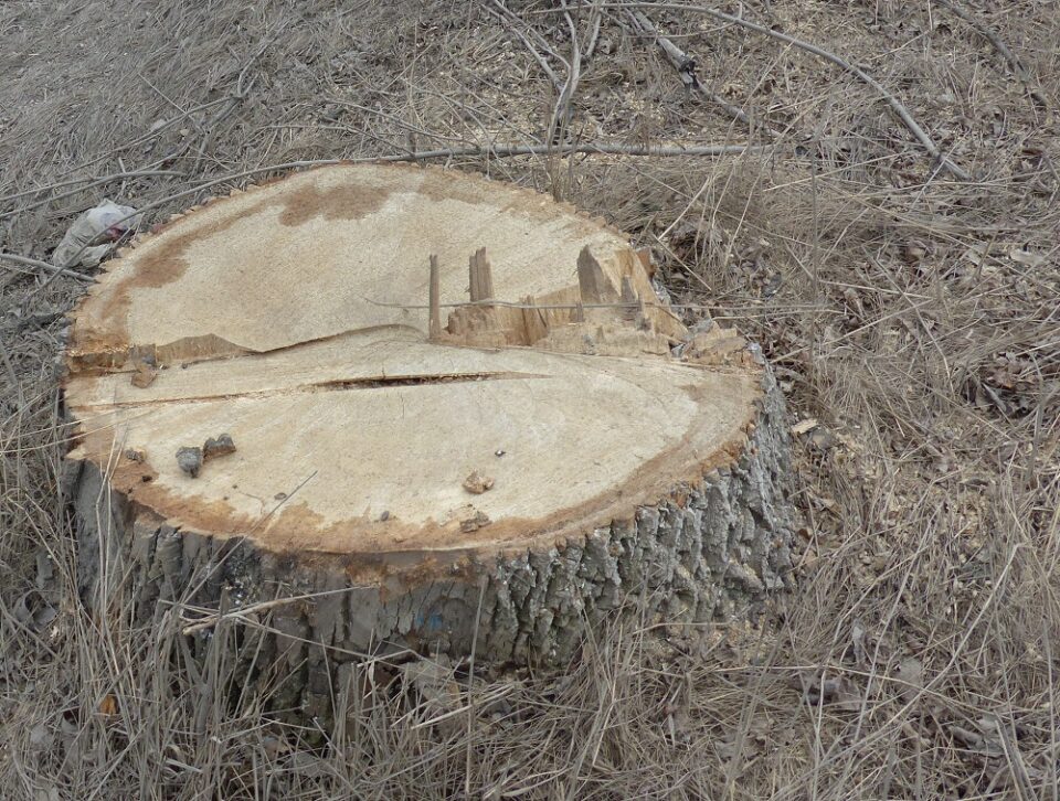 Control al Poliției în fondul forestier: 60 de arbori tăiați și exploatați ilegal, alți 91 găsiți marcați fără drept